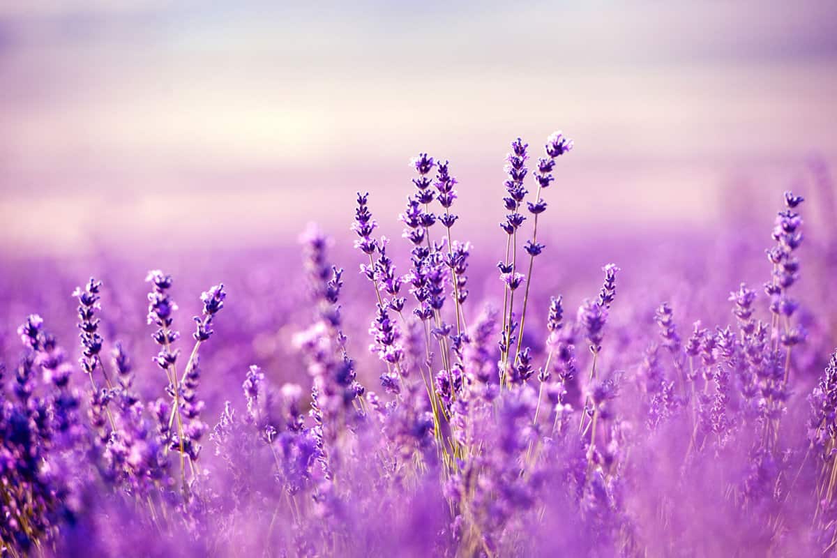 Purple field filled with lavender plants