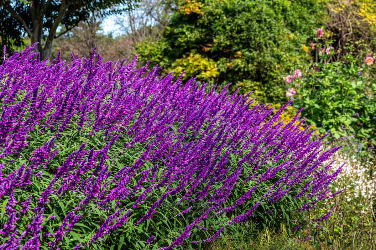 Gorgeous Mexican bush sage planted at a wide garden