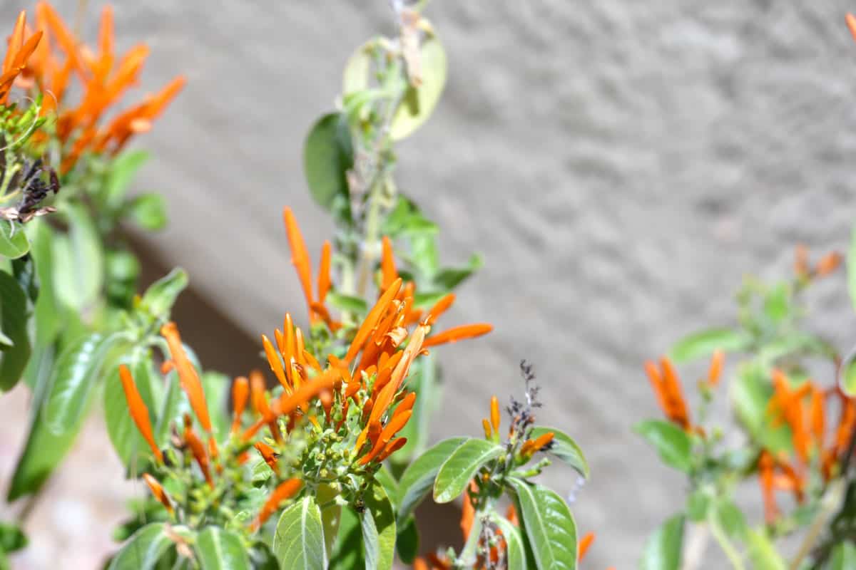 Beautiful Honeysuckle plant with orange leaves 