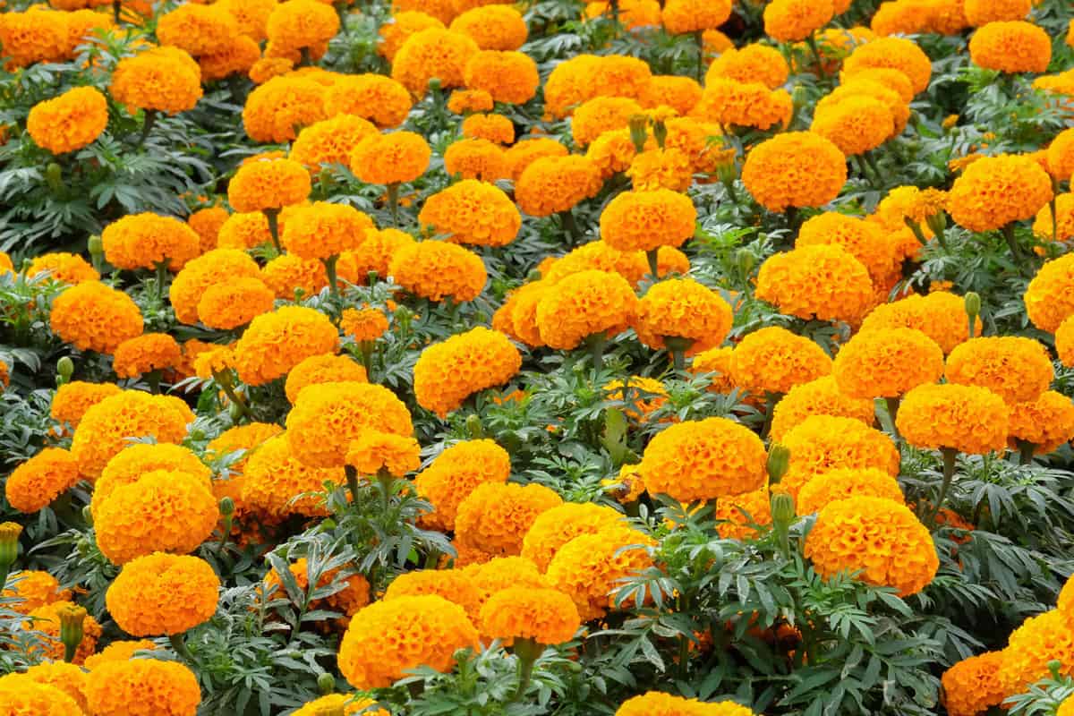 A small field of Mexican marigold flowers