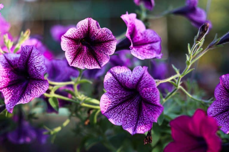 Bright blooming flowers of a Mexican Petunia, 8 Perennial Plants That Bloom All Year in Zone 10