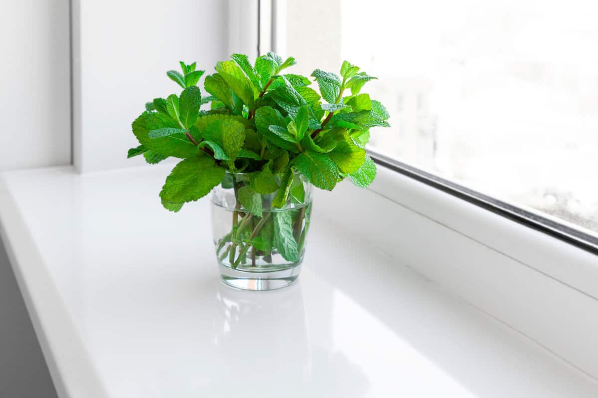 Mint planted in a glass jar on the windowsill