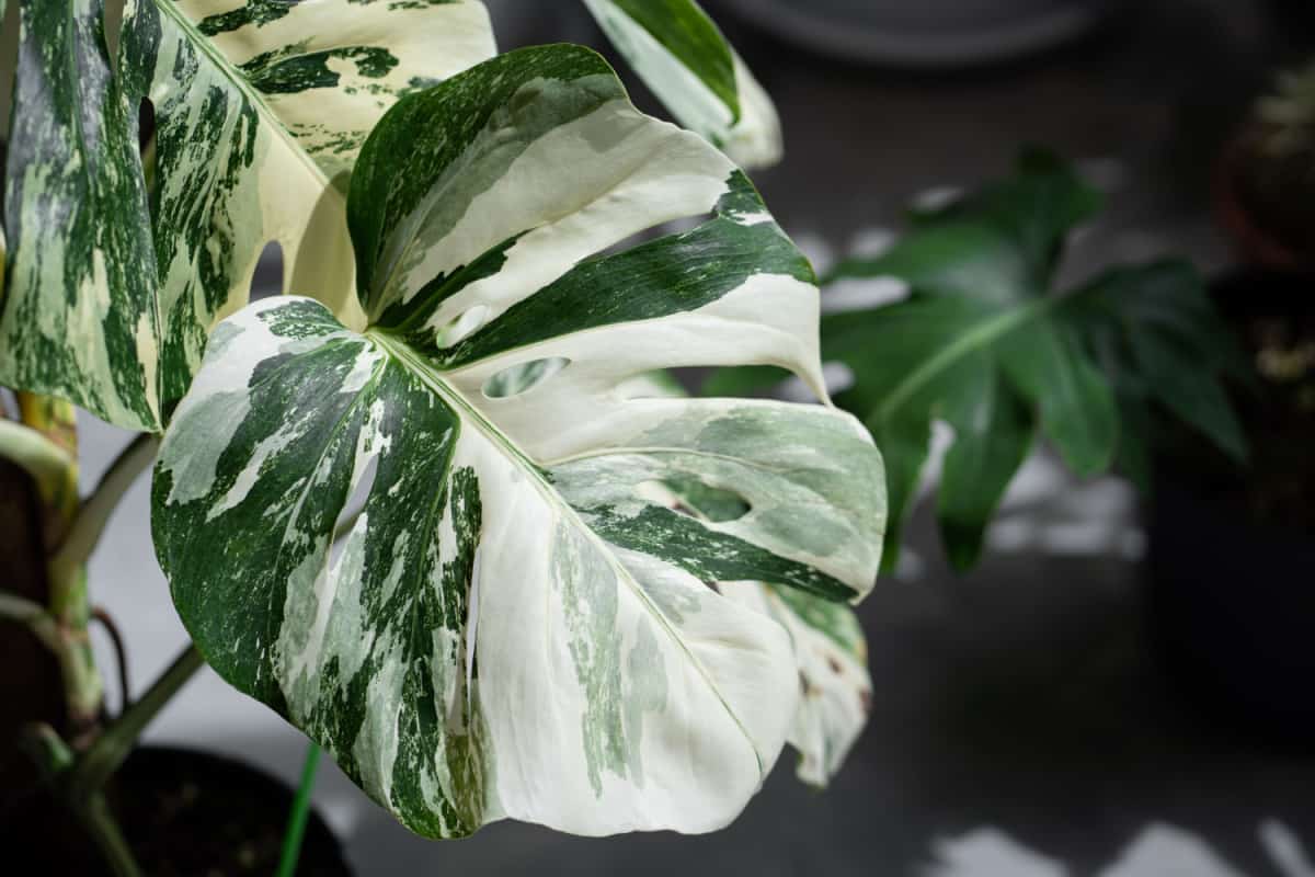 Monstera Albo variegated plant close up in the garden