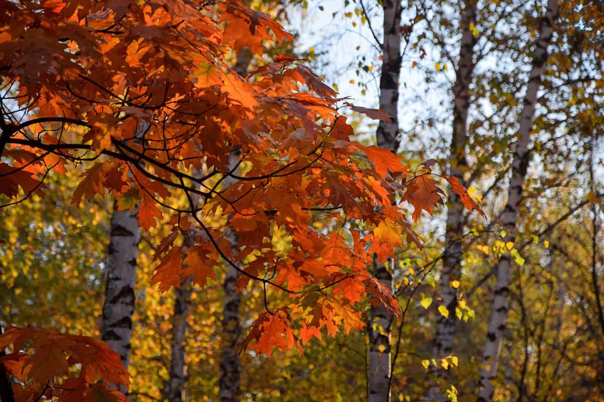 Northern Red oak tree with gorgeous red and yellow leaves