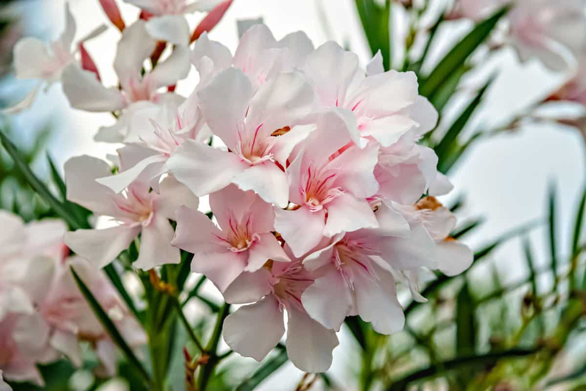 Bright white and pink petals of an Oleander flower