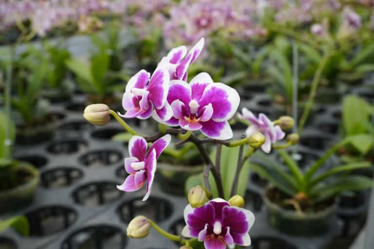 Orchids, The 17 Best Plants to Grow in Zone 11a (40 to 45 °F/4.4 to 7.2 °C)
