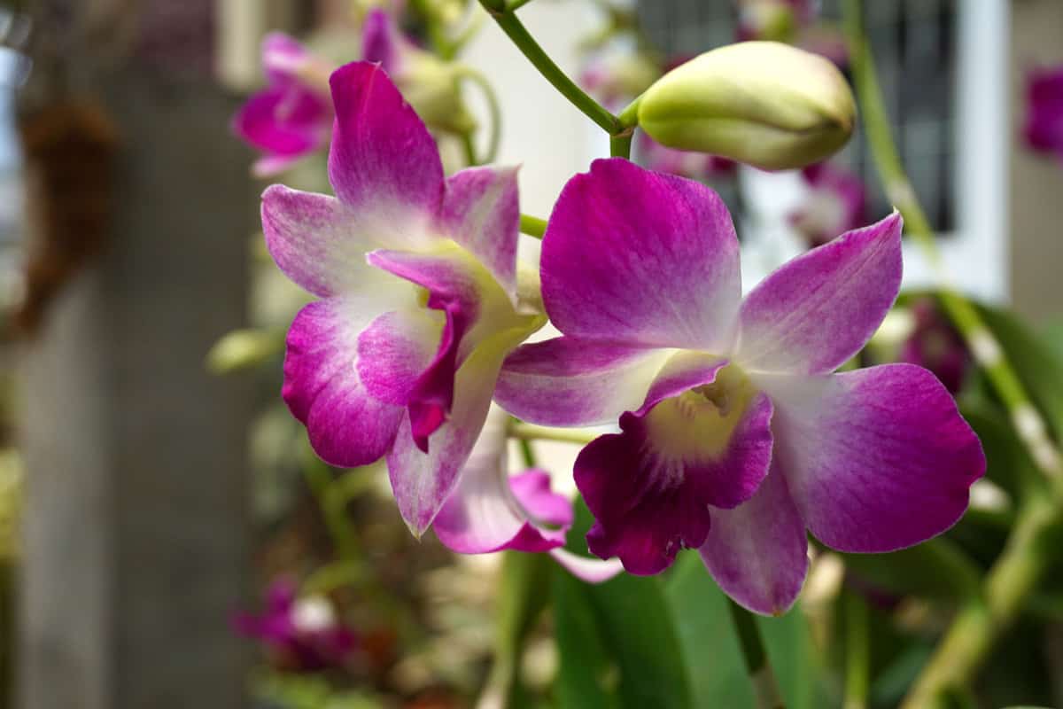 Purple petals of a gorgeous Orchid
