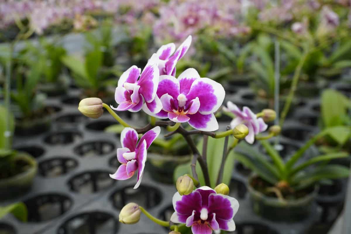 Orchids blooming with white and purple gradient petals