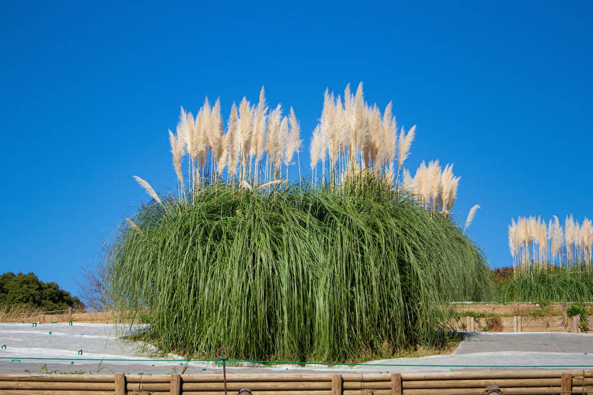 Pampas grass planted at a field