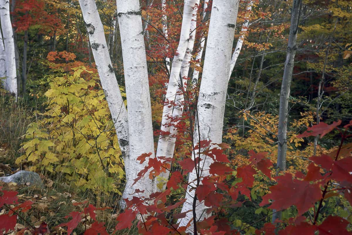 Paper birch tree captured in a forest