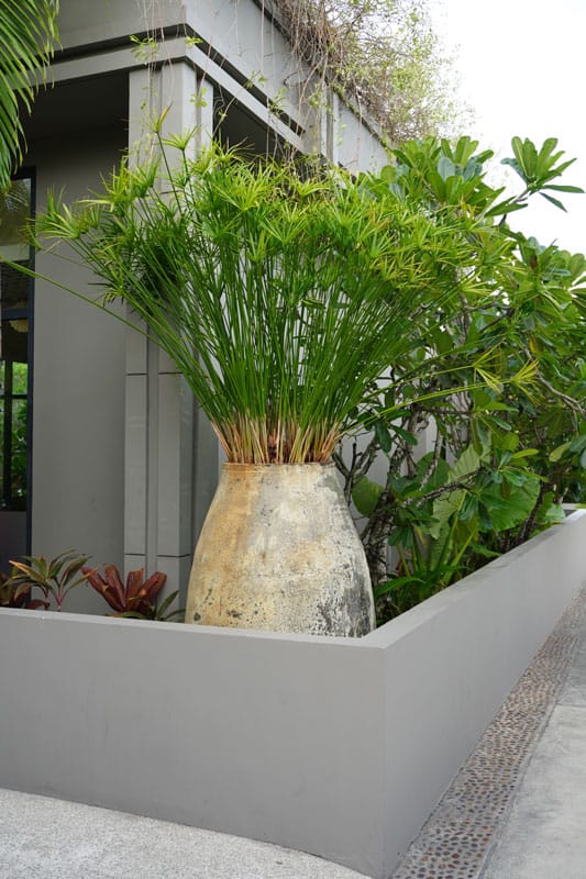 Papyrus planted on a huge white pot