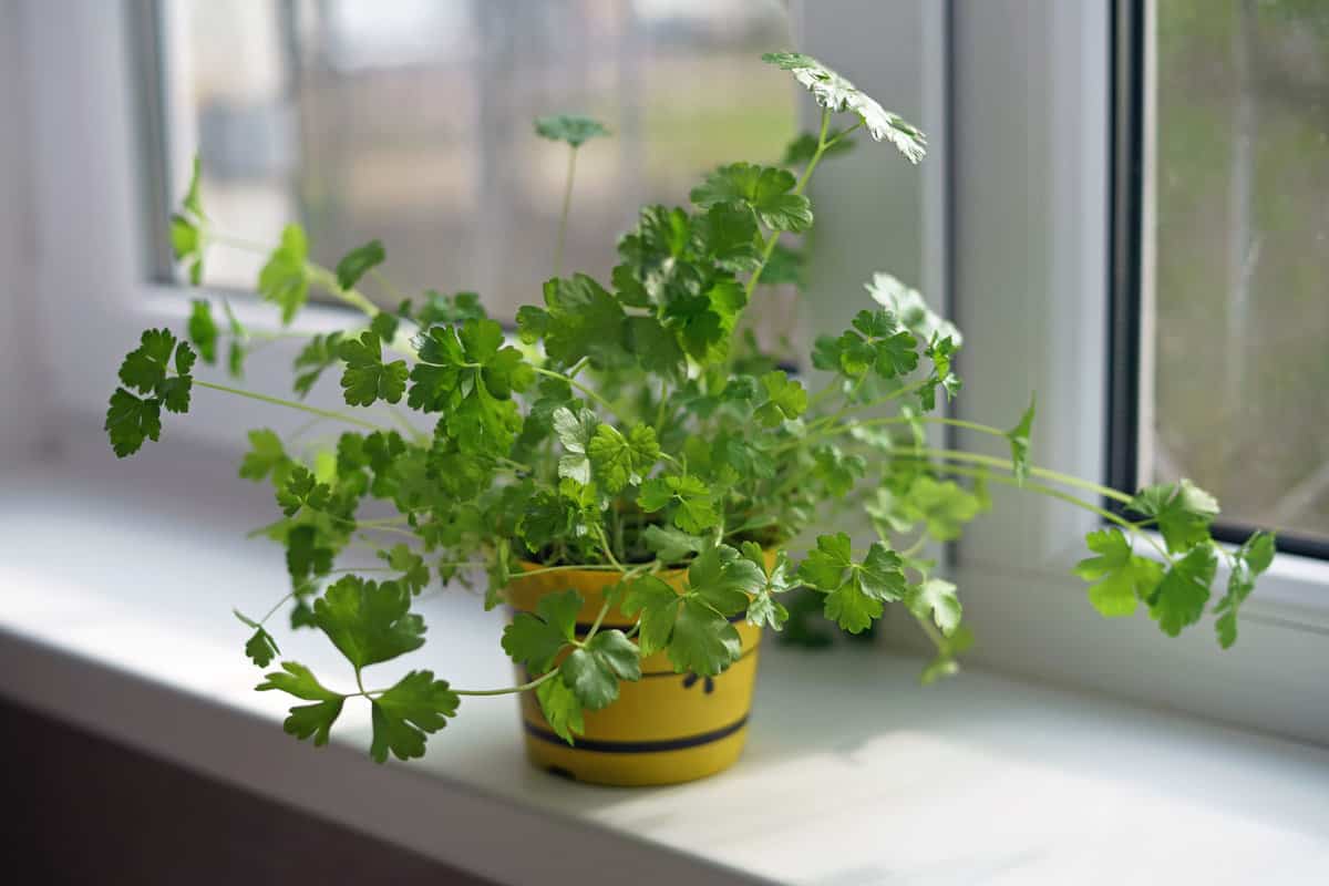 Parsley plant placed on the windowsill 