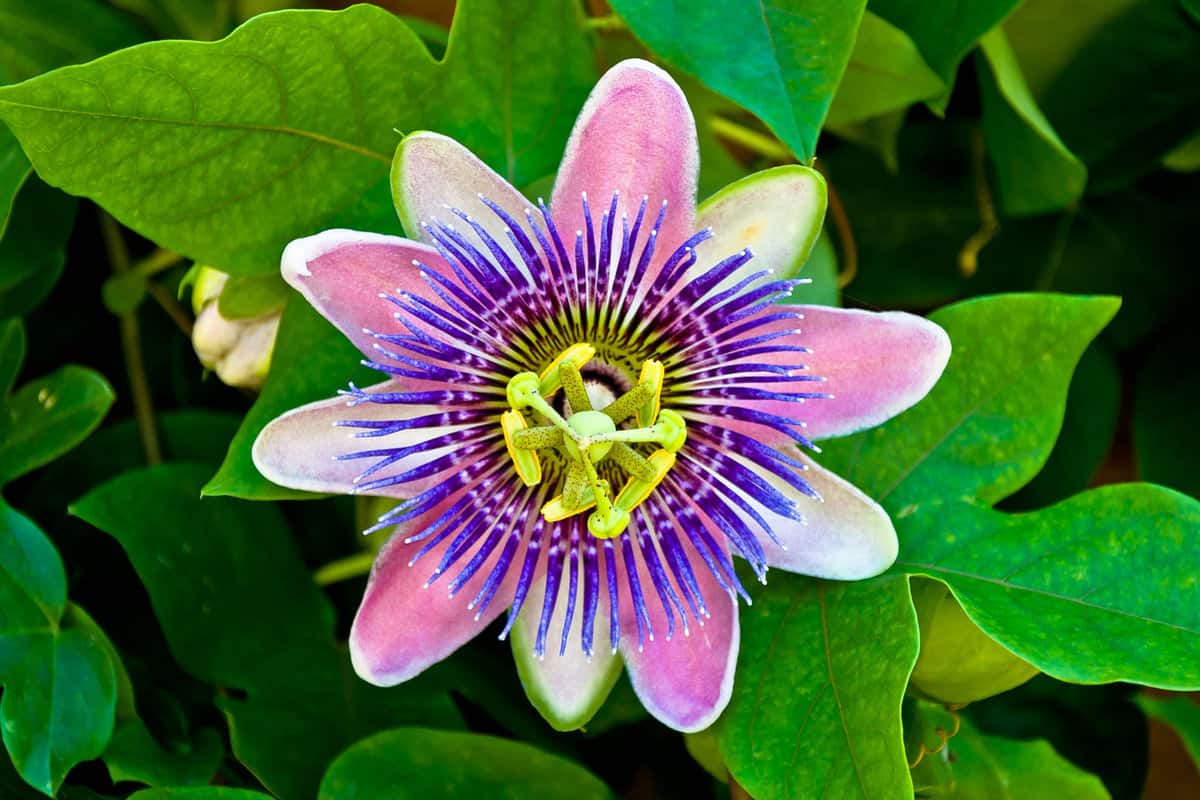 Passion Flower in Bloom