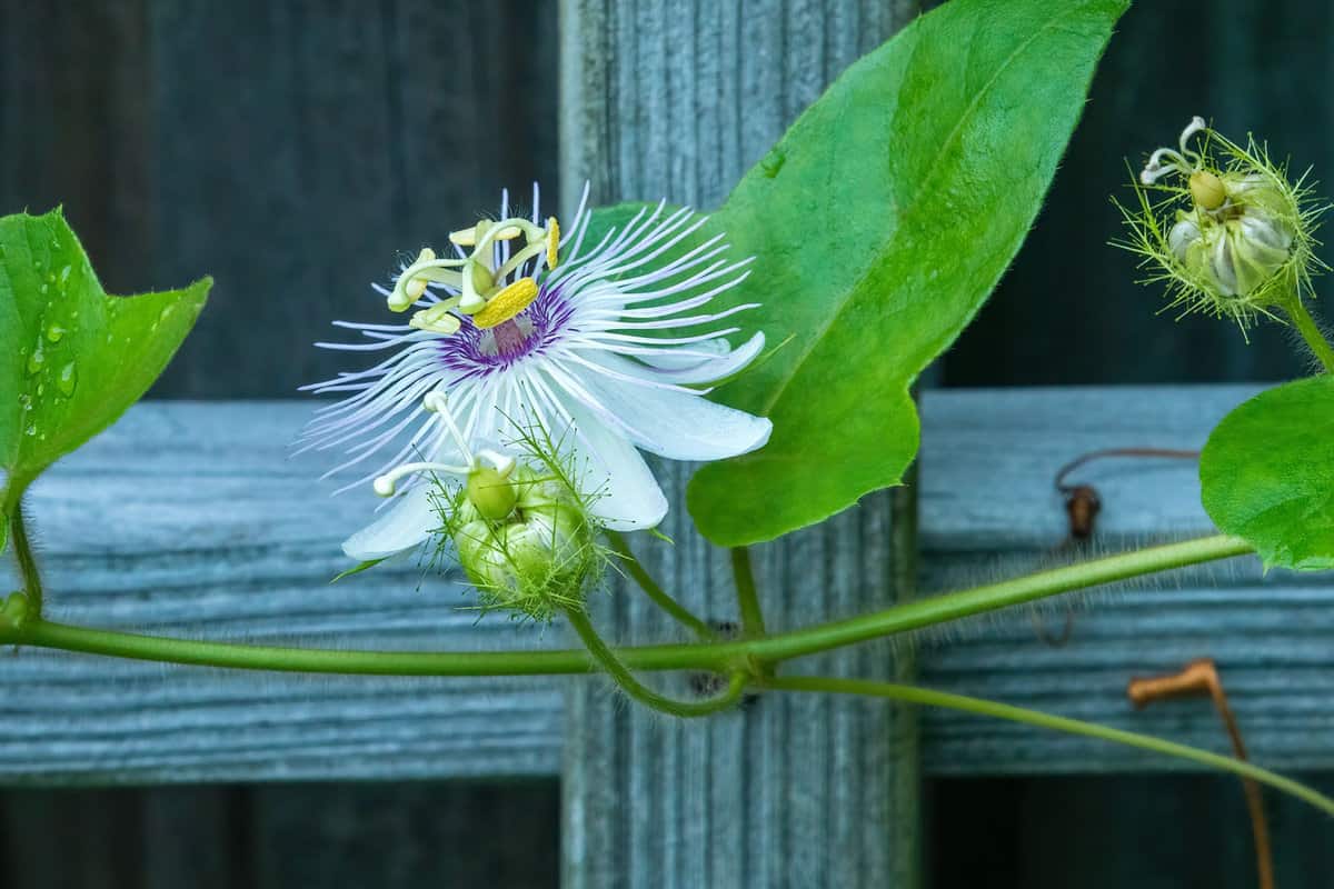 Passionflower growing from the garden trellis