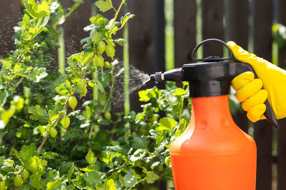 Spraying pesticides onto vegetables