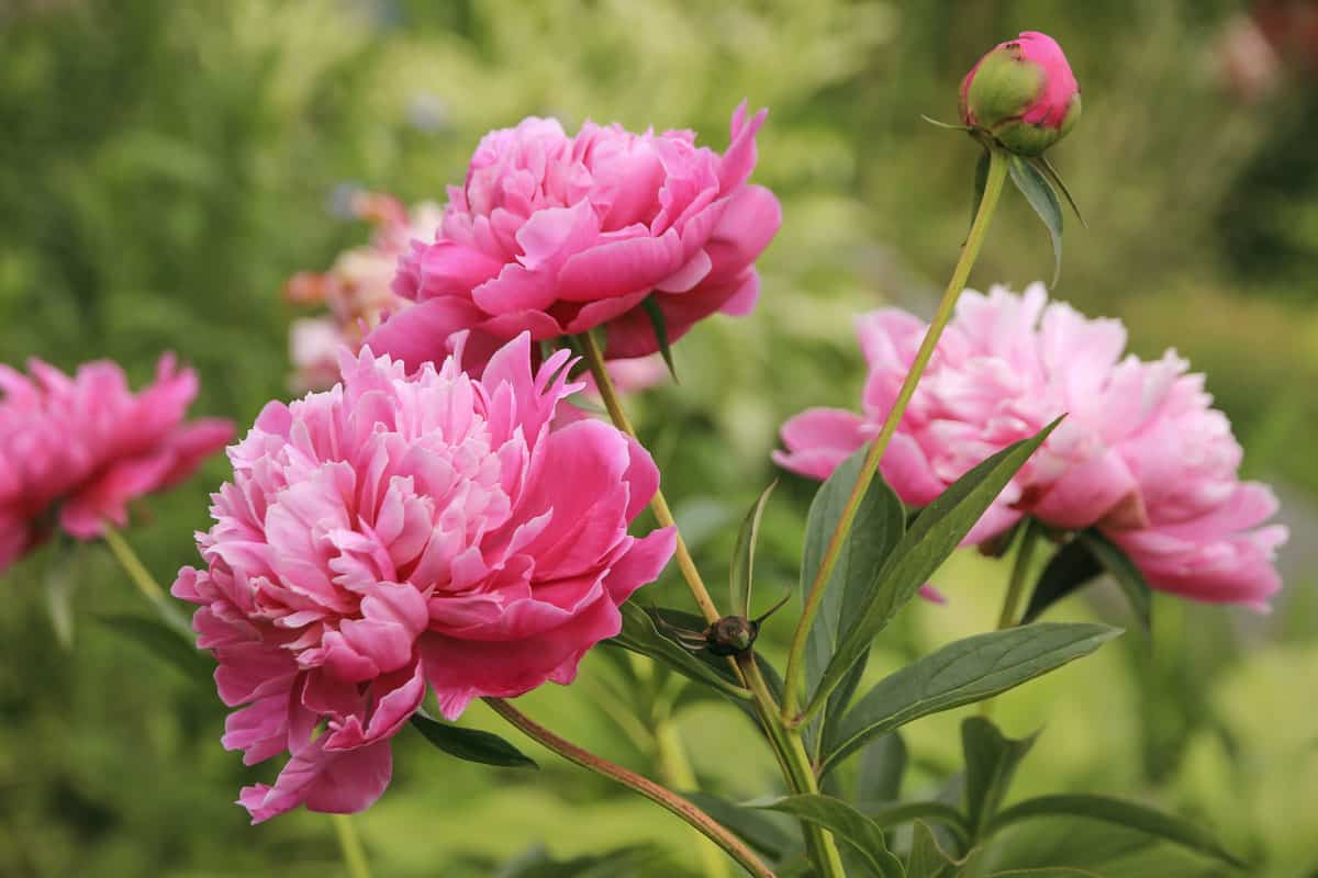 Pink Peony blooming at the garden