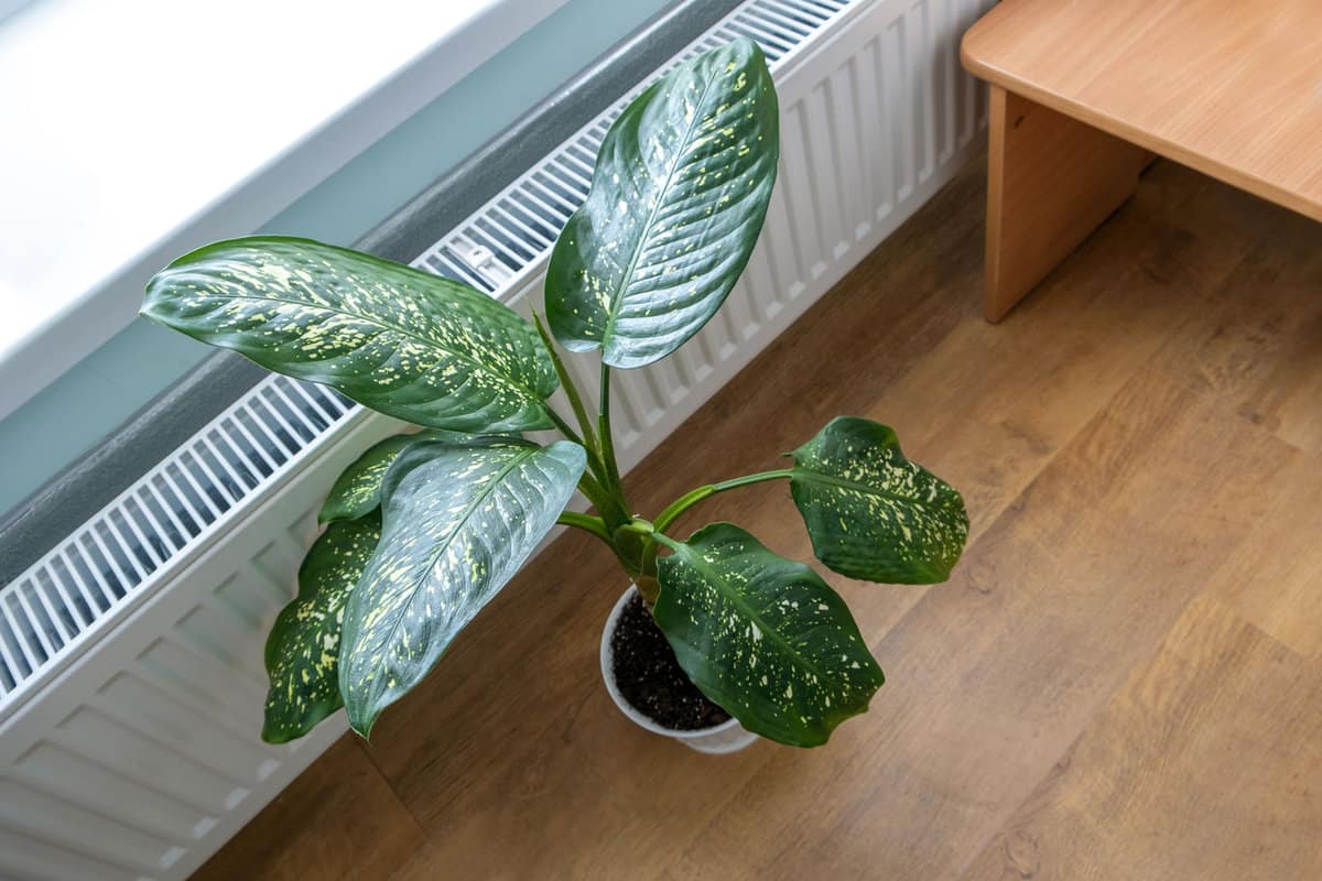 Plant placed next to a heater