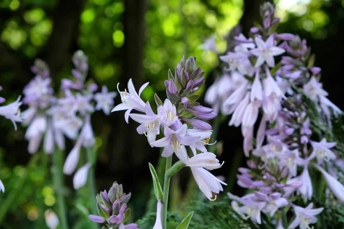 Plantain lily or hosta in flower
