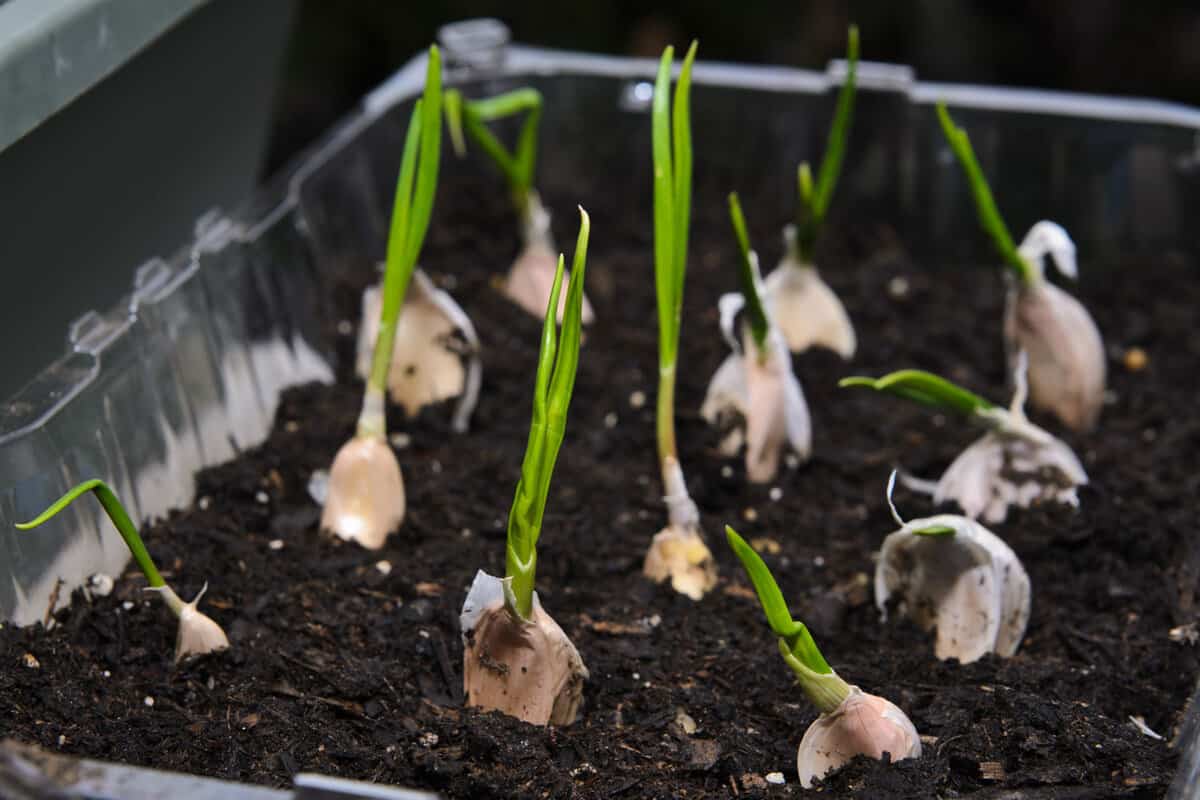 Planting chives in a small nursery