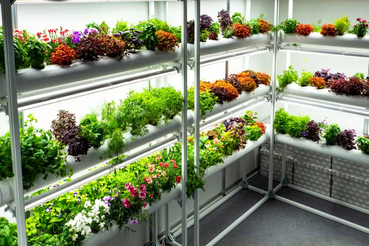 Plants on white greenhouse racks