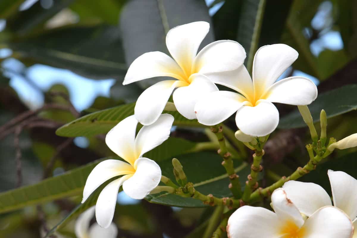 Plumeria with blooming white petals