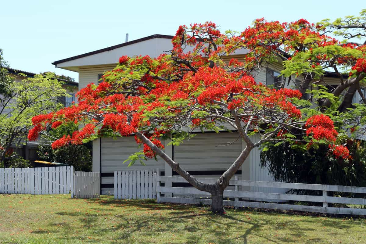 Tall Poinciana planted next to a huge house
