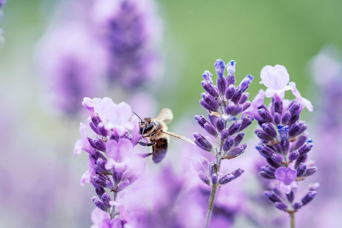 Bee in lavender extracting nectar