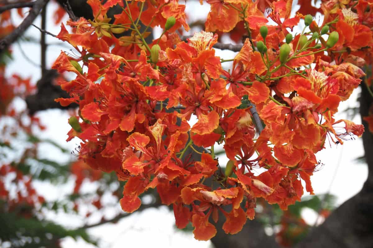 Bright red petals of a Pride of Barbados flower