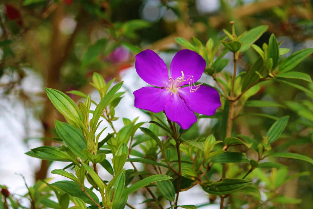 Princess flower with bright purple petals