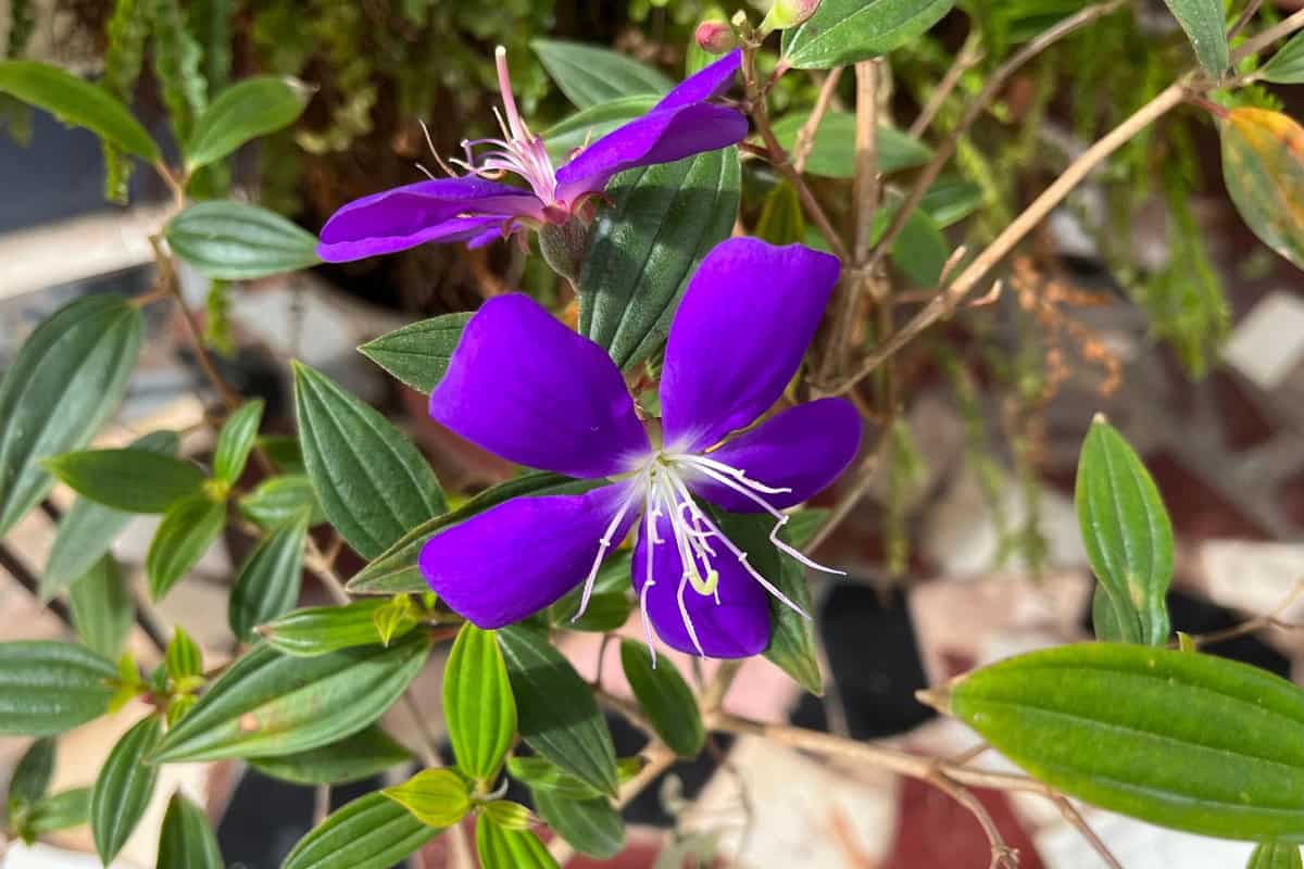 Purple petals of a Princess Flower
