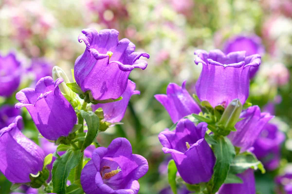 Purple canterbury bells flowers