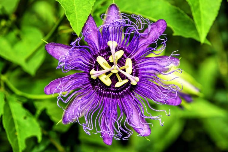 Purple passion flower, Northwest Florida, USA