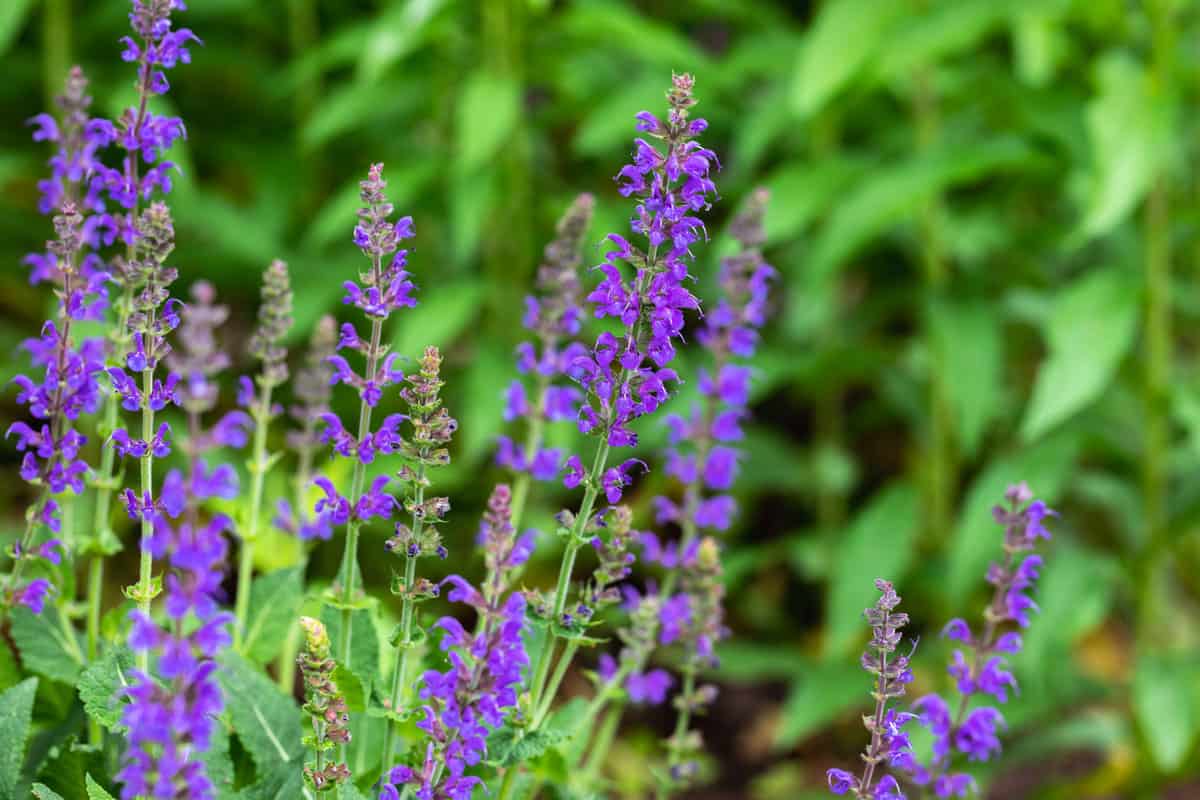 Purple spike flowers of May Night Salvia (salvia sylvestris), or garden sage, in bloom in a spring garden