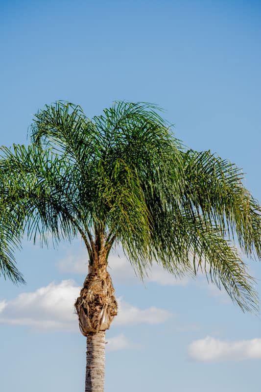 A tall Queen palm tree