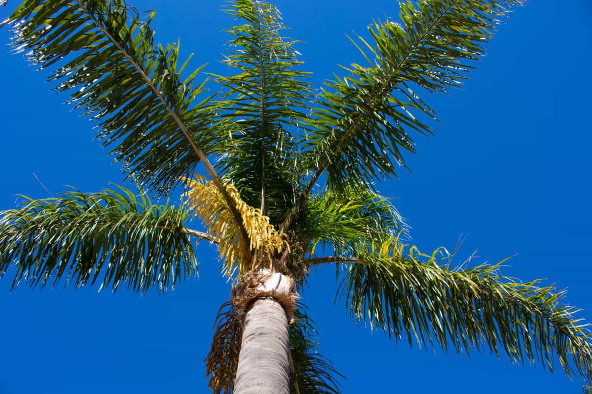 A tall Queen palm plant on a sunny day