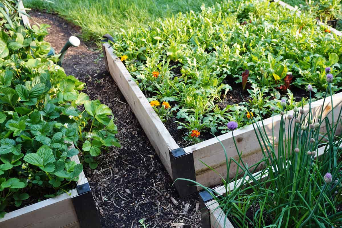 Raised bed for plants 