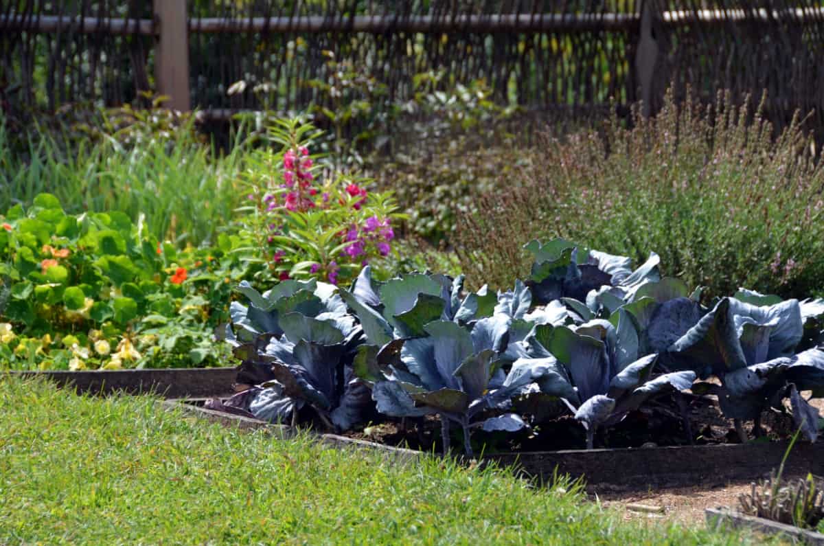 Raised garden beds with cabbage and flowers