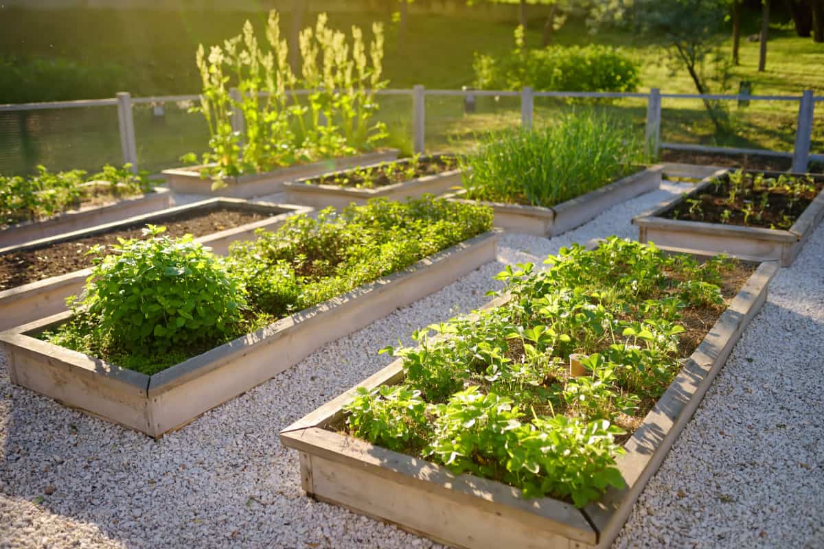 Raised garden beds with vegetable plants 