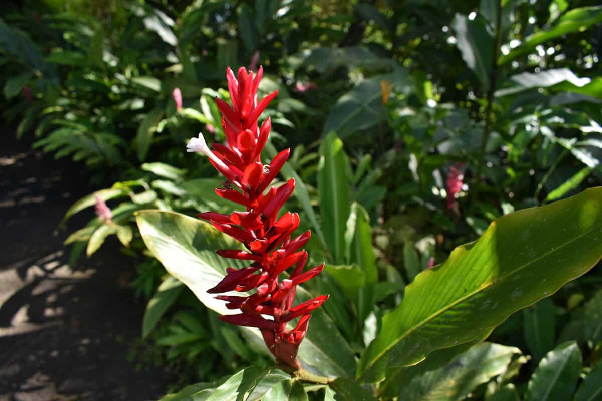Gorgeous red ginger plant