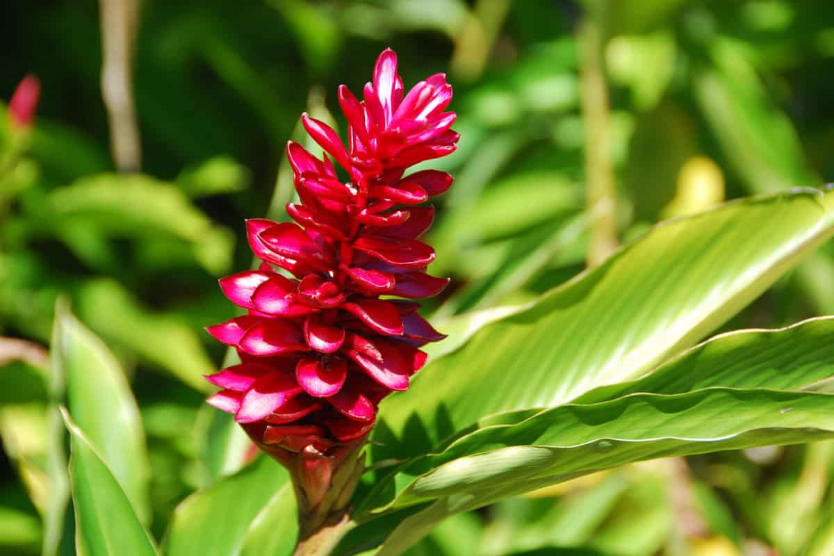 Red ginger plant fully blooming in the garden