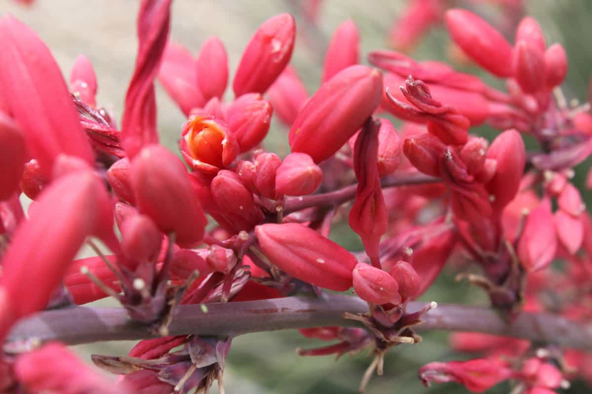 Bright pink petals of a Red Yucca flower