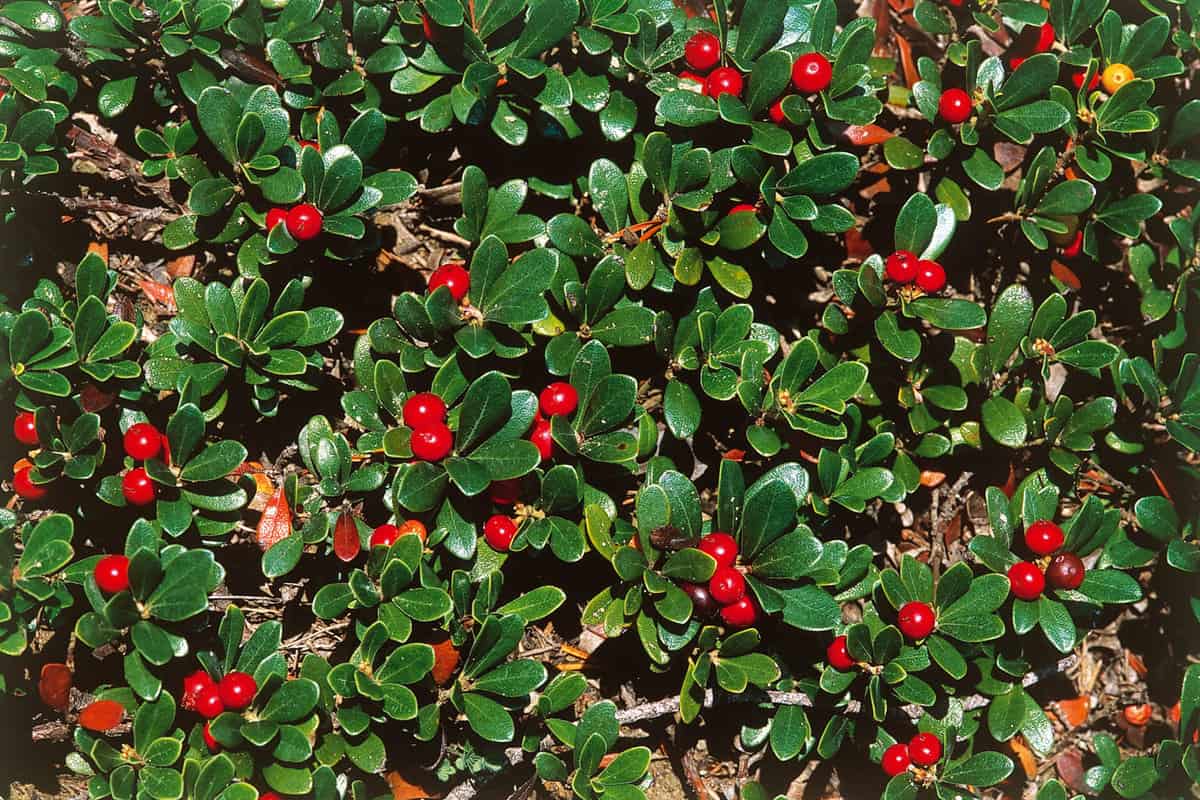 Red fruits of common bearberry