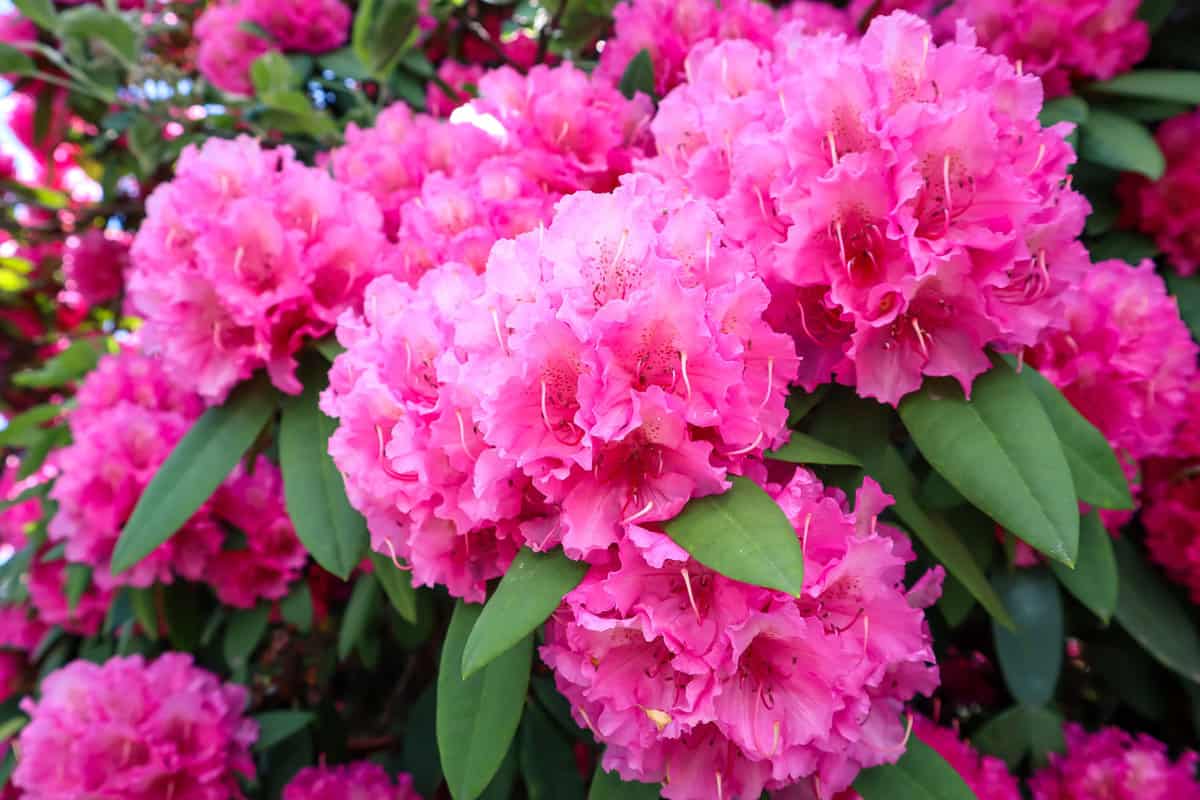 Bright pink Rhododendrons