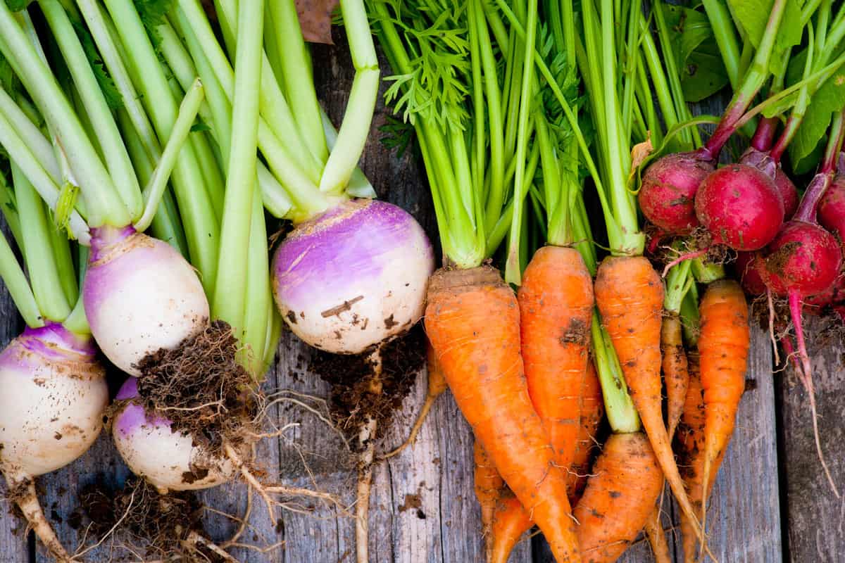Vegetable harvest  carrots, turnip, beets