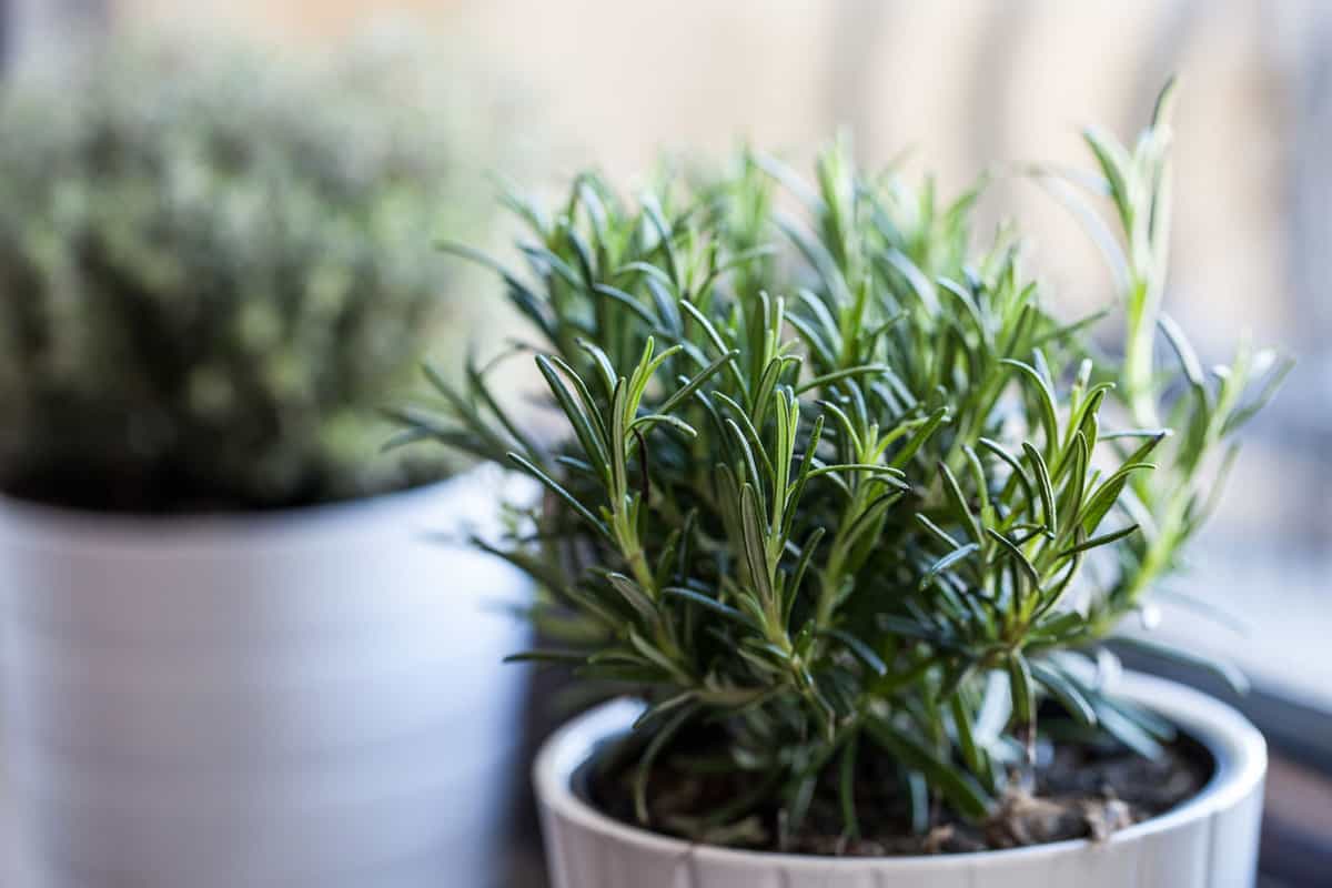 Rosemary planted on a white pot