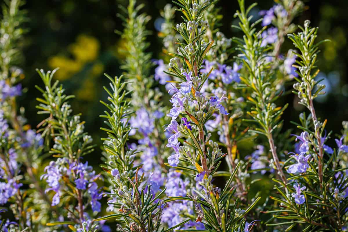 Gorgeous rosemary growing in the garden