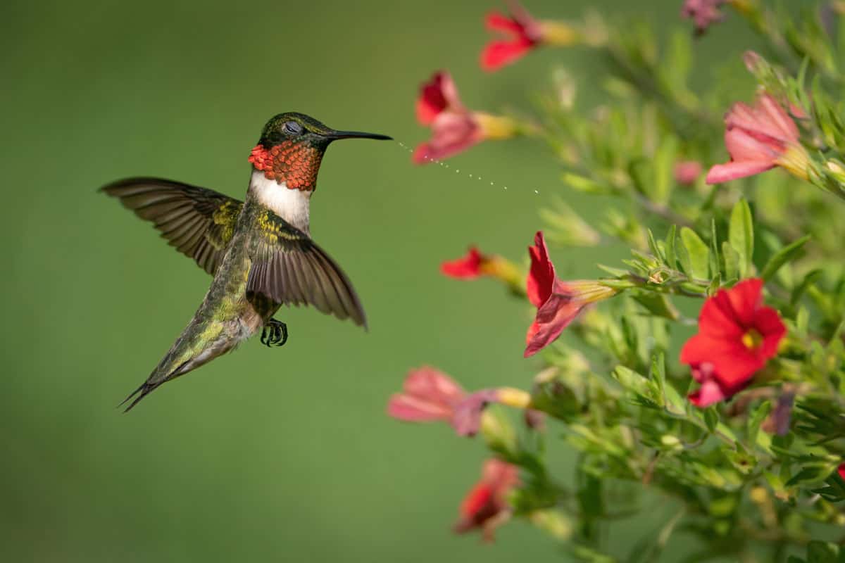 Ruby Throated hummingbird captured in great detail