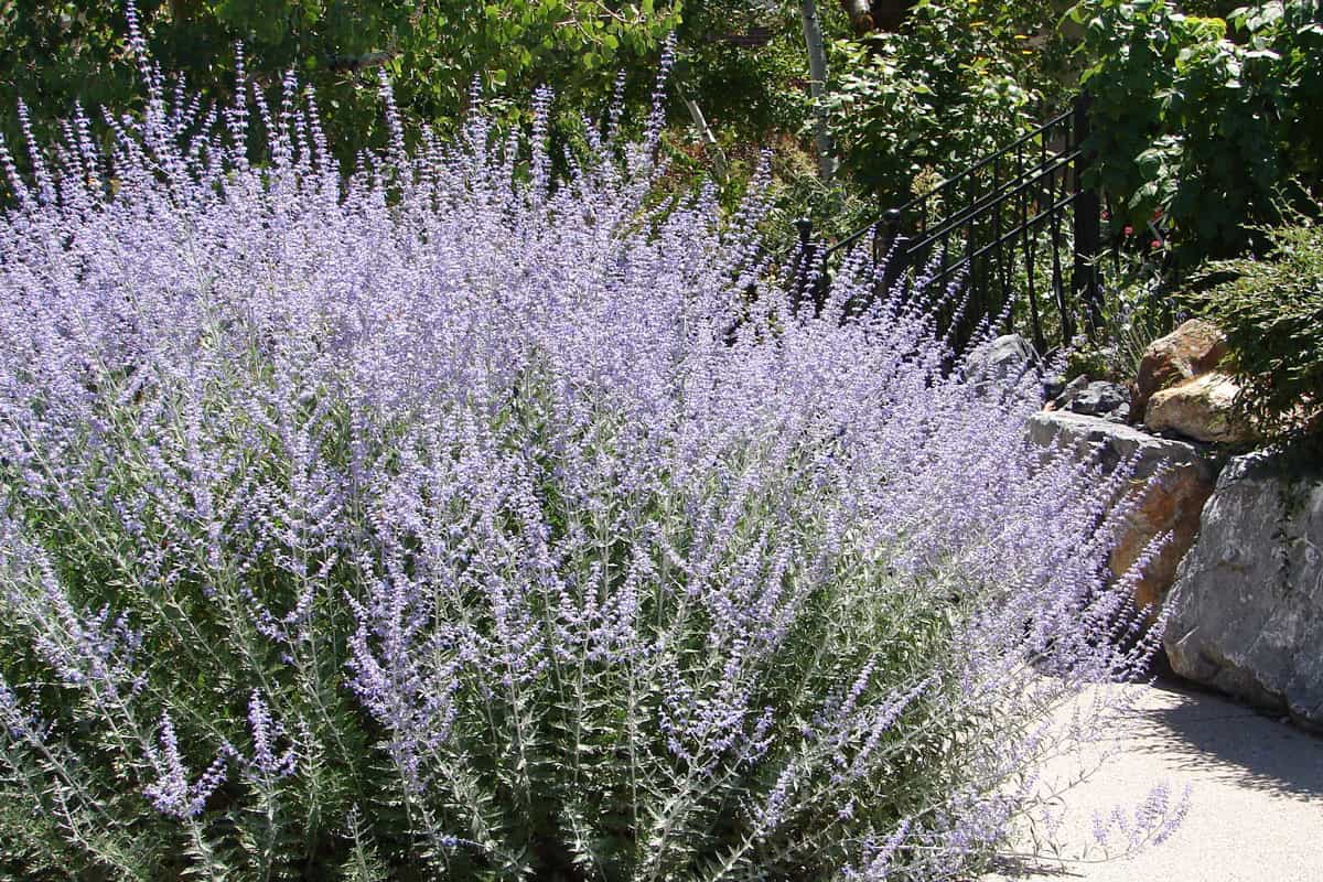 Russian Sage planted in the garden
