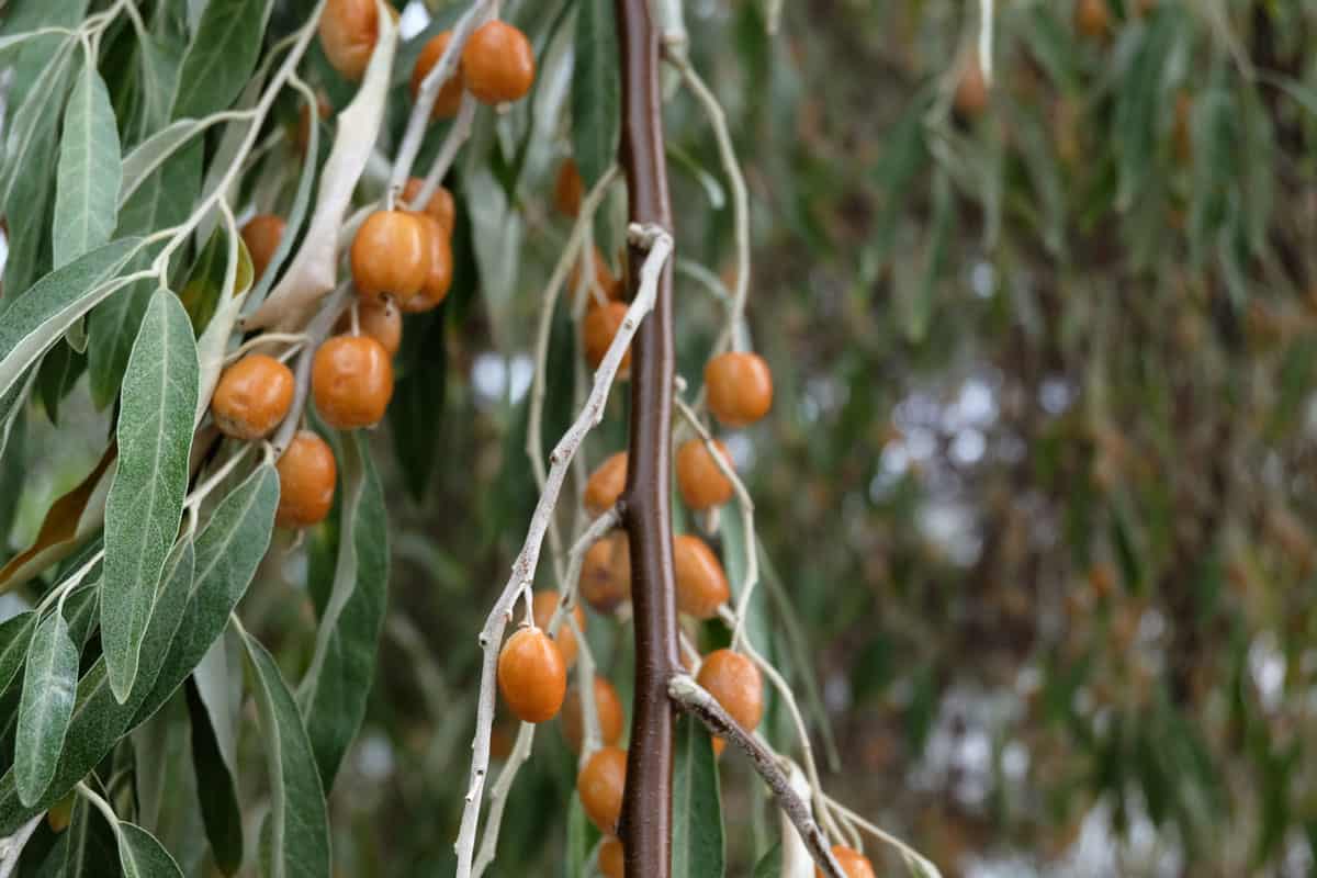 Russian olives at growing at the garden