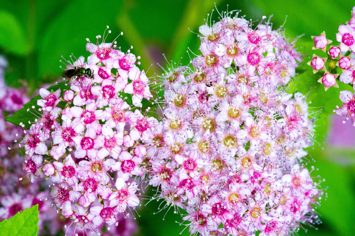 Spiraea japonica, Japanese meadow, Japanese spirea or Korean, is a plant in the family Rosaceae. Synonyms of the name of the species Spiraea bumalda